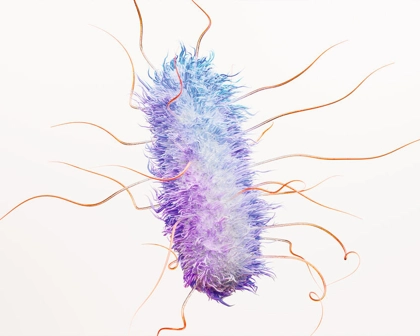 Representação científica de bactérias E. Coli, com destaque para a forma alongada e flagelos
