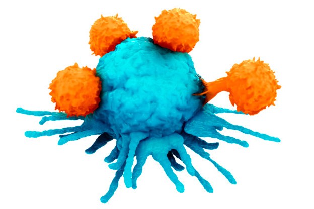 Illustration of t-cells engaging and destroying the cancer cellImmune system T-cells attacking a cancer cell